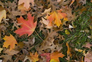 Fall 2008 Colors